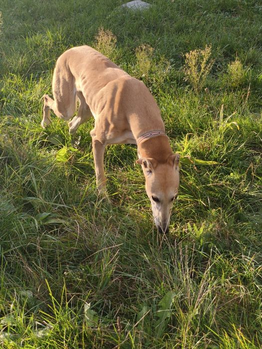 Vând cățea ogar ...