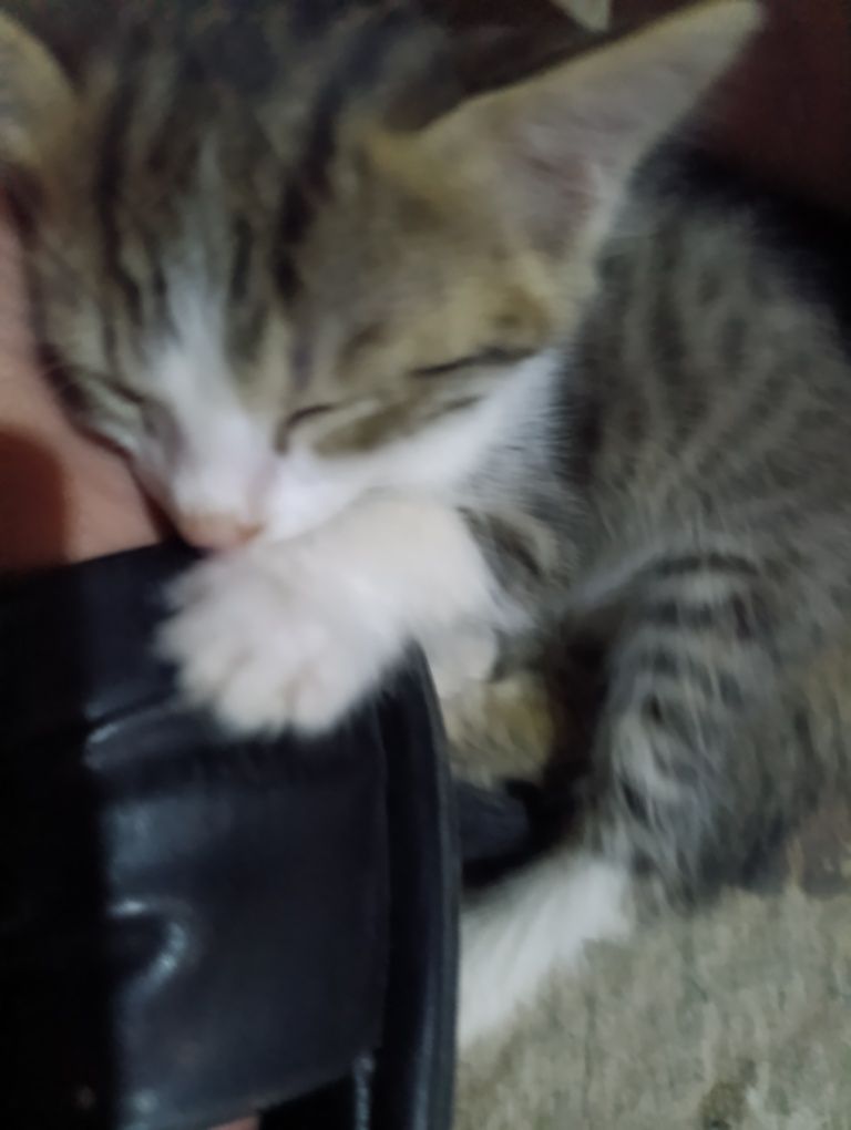 Котёнок красивый