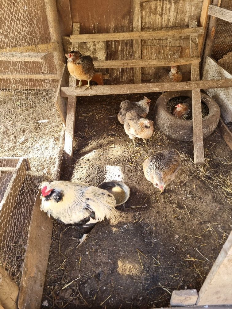 Oua ptr incubat araucana ,marans ,mii de flori ,gaste africane