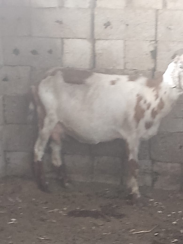 Продам коз дойных
