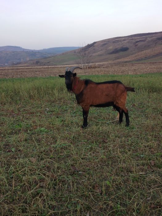 Țapi alpini francezi