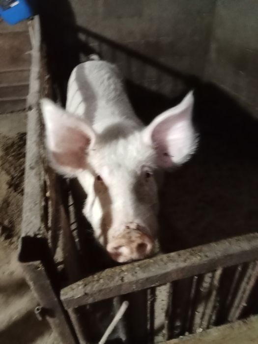 Важу кабана/////