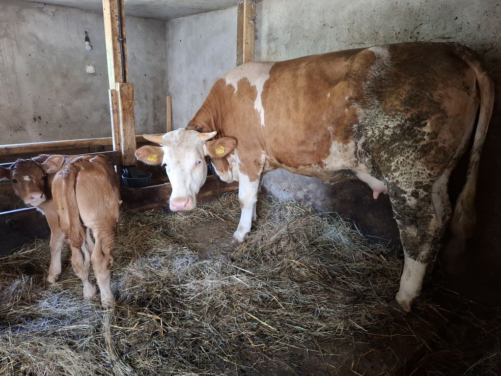 Vând junincă balțată cu vițel