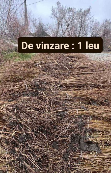 Puieți. Mesteacăn Tei Plop fag stejar arin