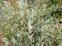 Salcie japoneza Salix integra