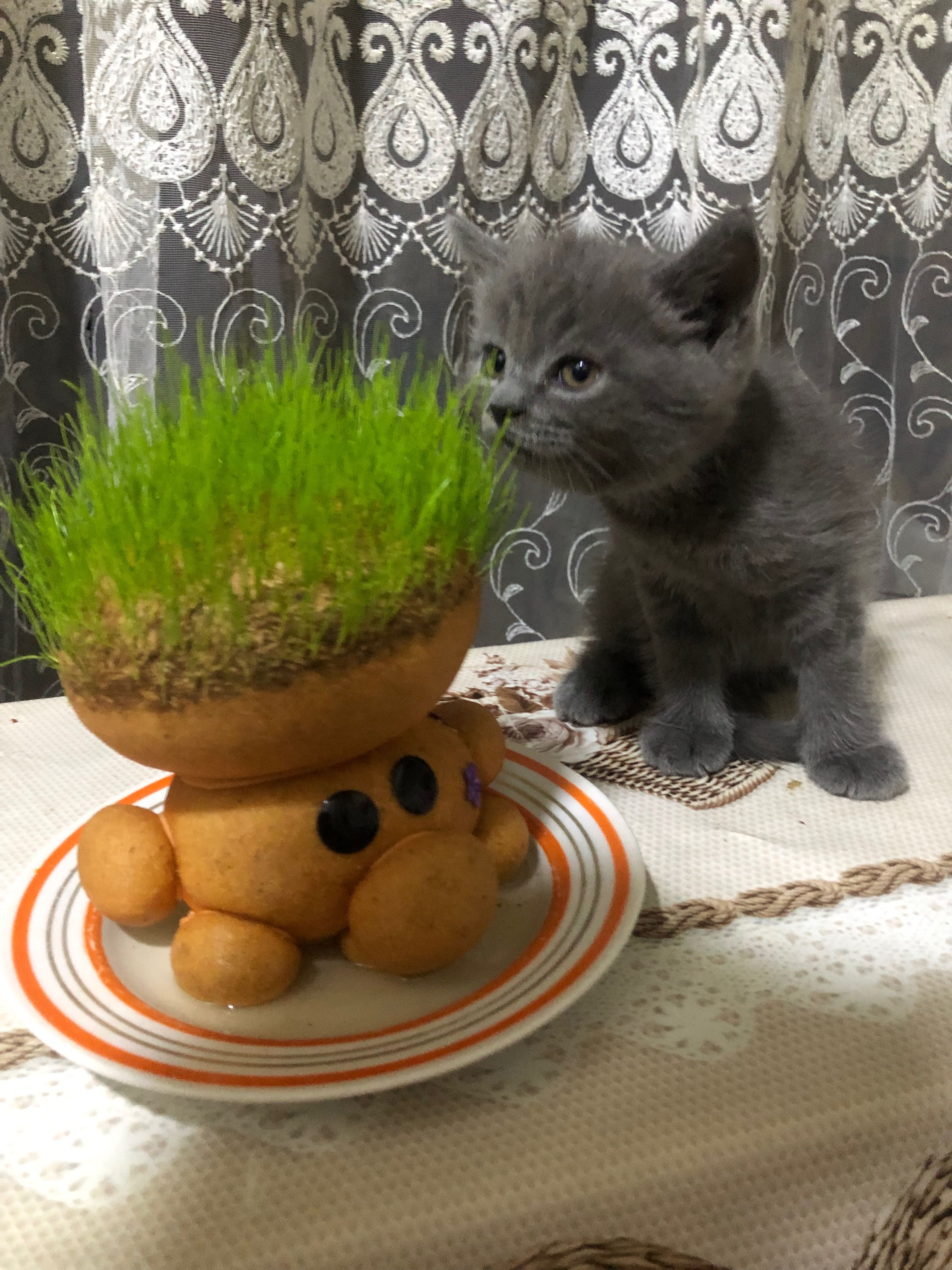Продается чистокровный котенок, породы скиттиш страйт