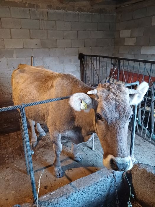 Срочно продам корову