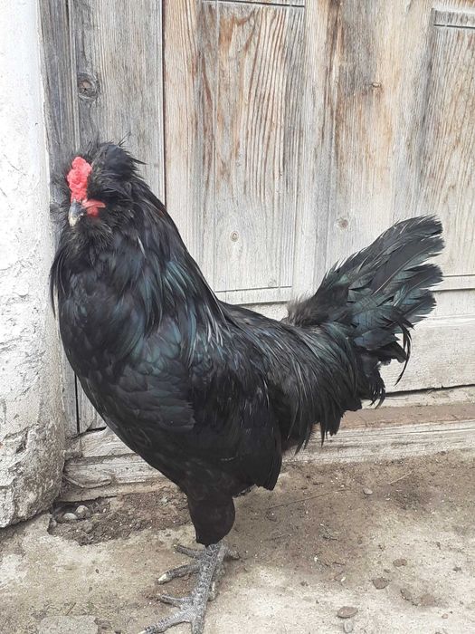 Cocosi de rasa si rațe smarald.