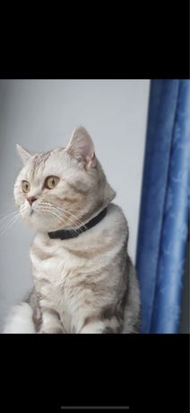 Шотландский прямоухий кот на вязку