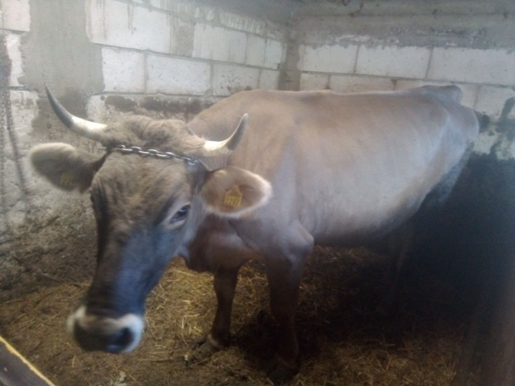 Vând vaca bruna cu lapte