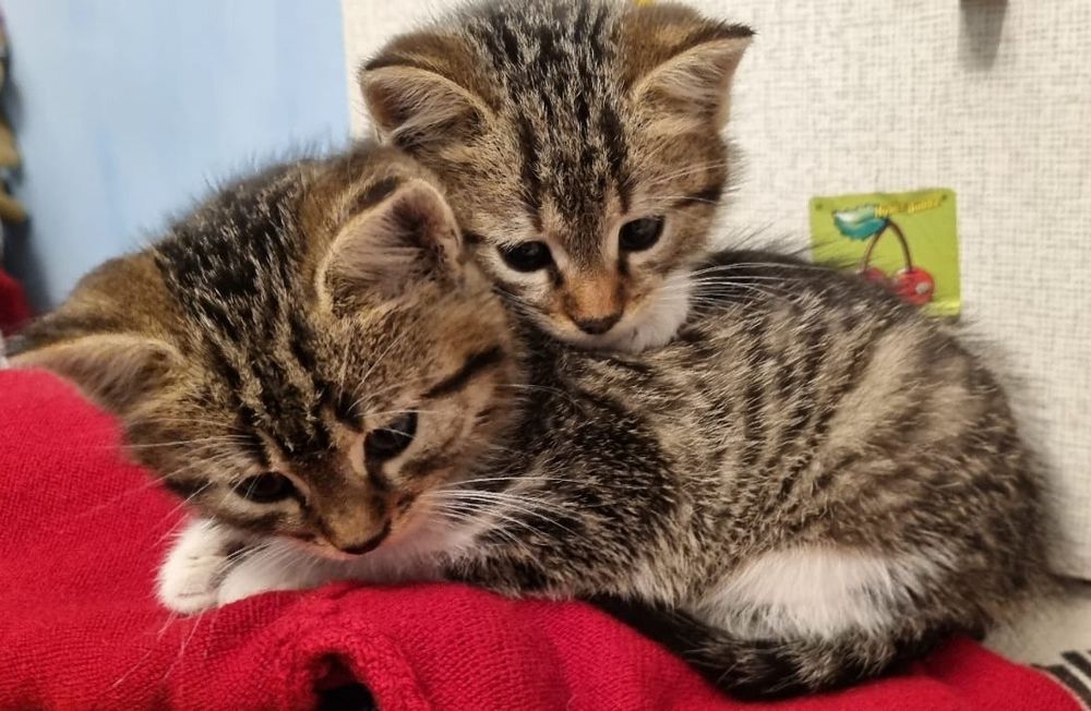 Donez 2 pisoiași drăgălași în cautarea unei famili iubitoare