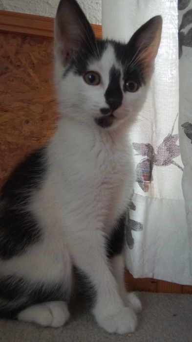 Подарявам мъжко коте