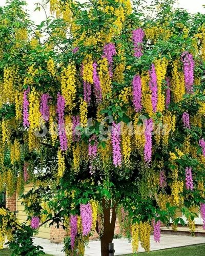 Salamul lui Adam bicolor