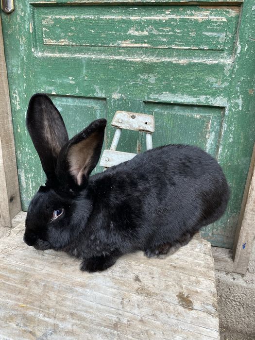 Uriaș german femele si mascul