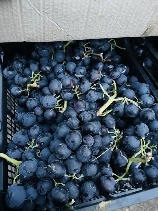 Черно грозде за ракия