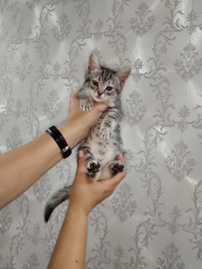 Ищем дом и любящих хозяев для малышки!