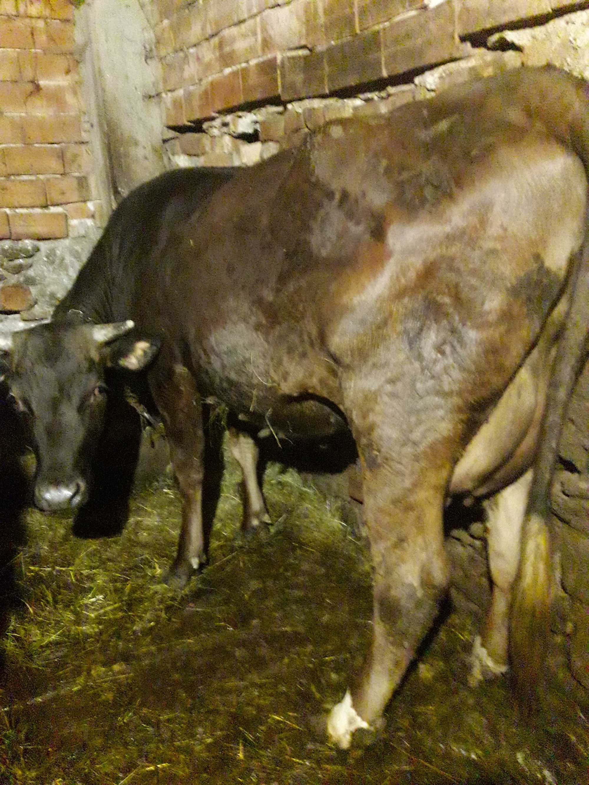 Продавам юница и крава
