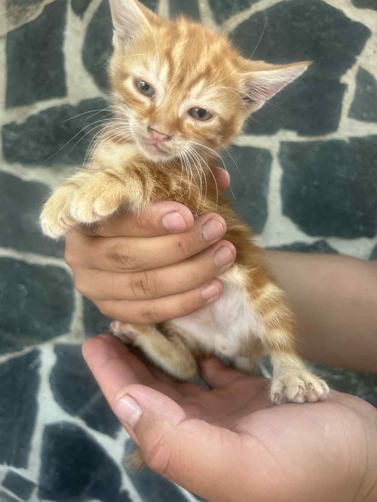 Подарявам котета