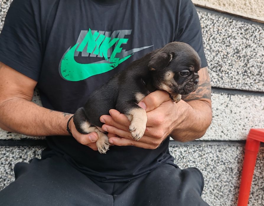 Френски   булдог