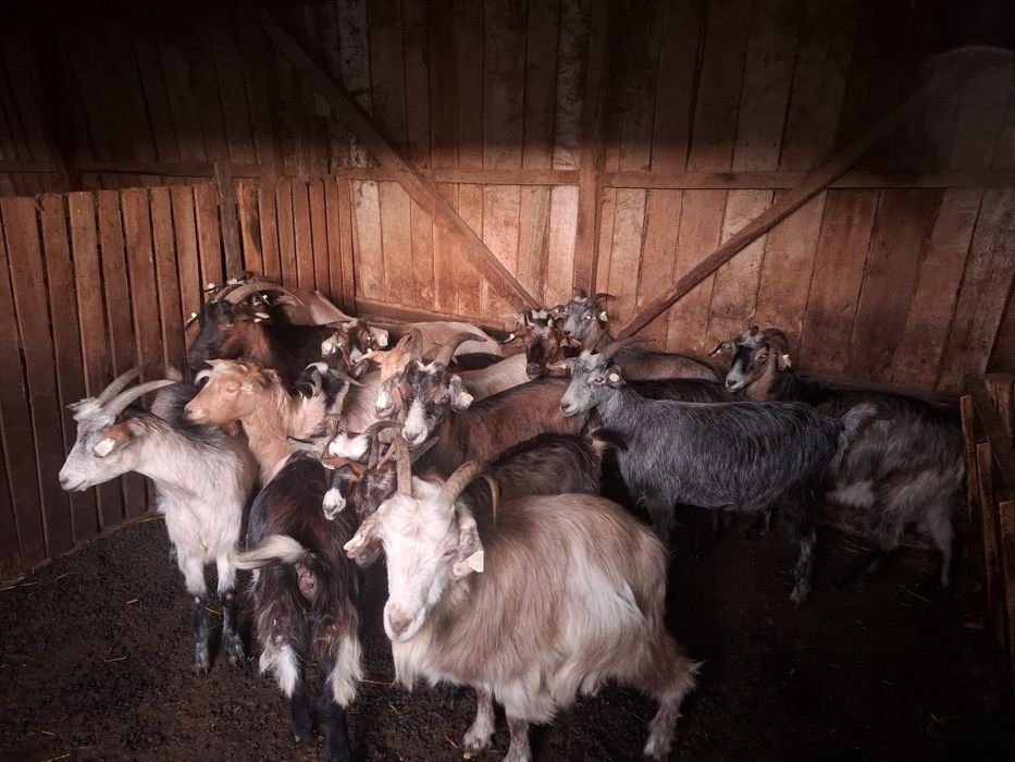 Vând capre bune de ținut pe ales