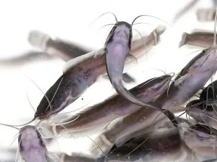 Мальки большие Африканских сом рыба