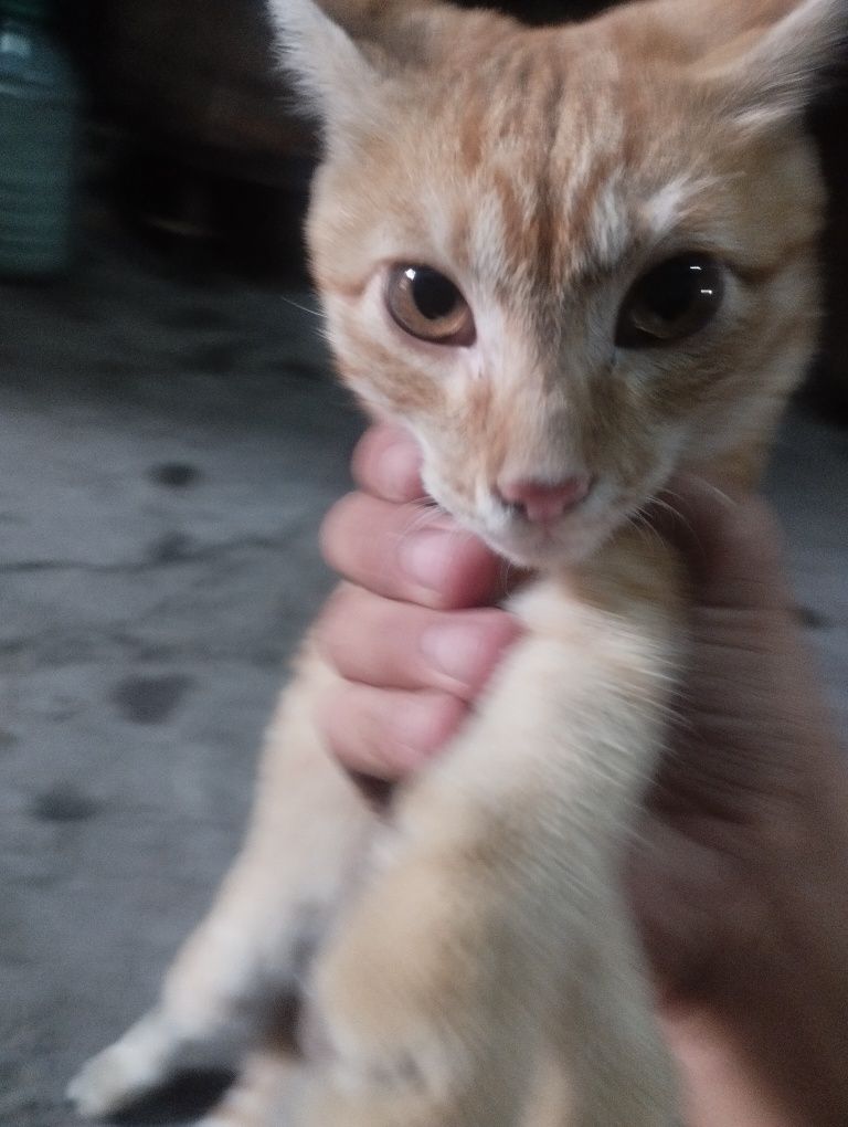 Mushuk yaxshi rangi sariq