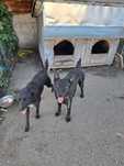 Adoptie catei. Donez doi catei de talie medie