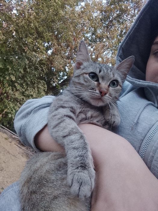 Отдам милую добрую кошечку