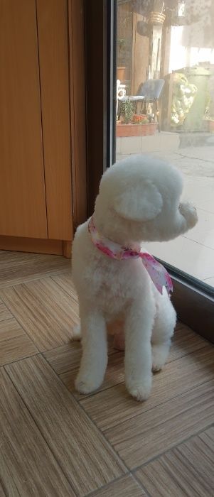 Salon Canin si Felin Timisoara