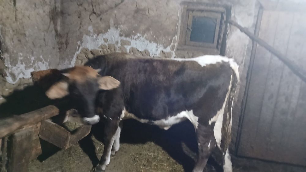 Vând o jurincă de 9 luni