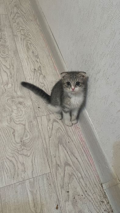 Шотландский кот.