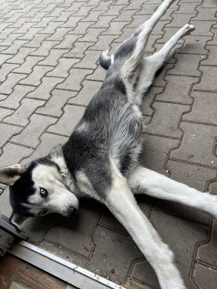 Vand husky siberian femela