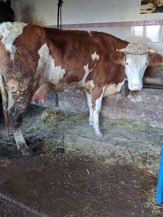 Vand 2  vaci de prăsilă