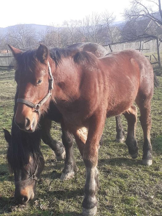 Mânz de vanzare de 7 luni