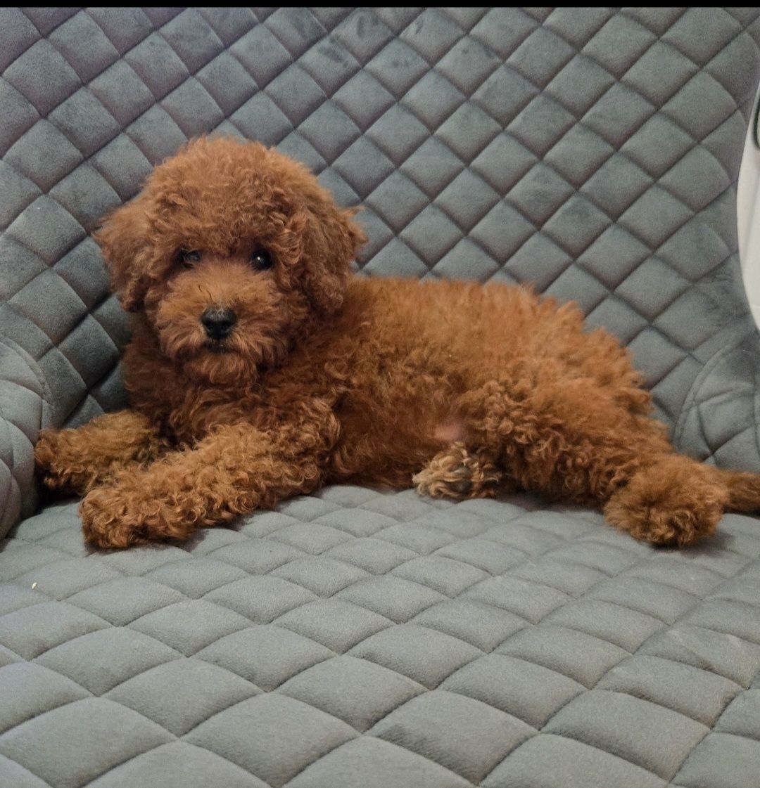 Пудел той / Мини  Poodle toy с родословие
