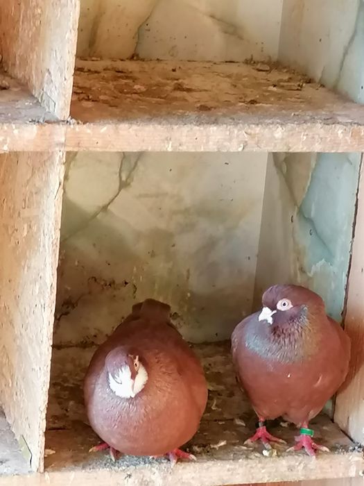 Porumbei  de vânzare