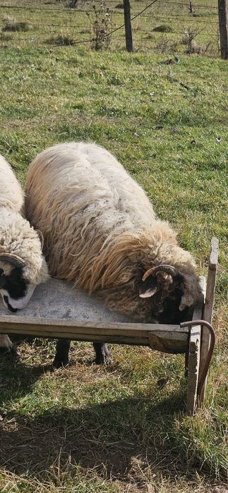 Vând 3 miele de prasila, se vând la kg,17 lei kg