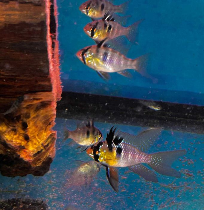 Pesti German Blue Ram Long Fin