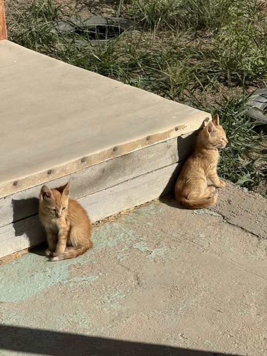 Котенки желтые , отдам бесплатно