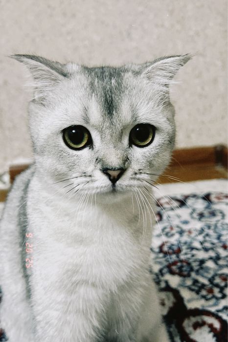 Продается кошка девочка (шиншила)