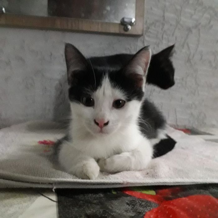 Домашние чистые котята