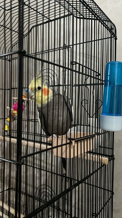 Попугай Кеша дружелюбный