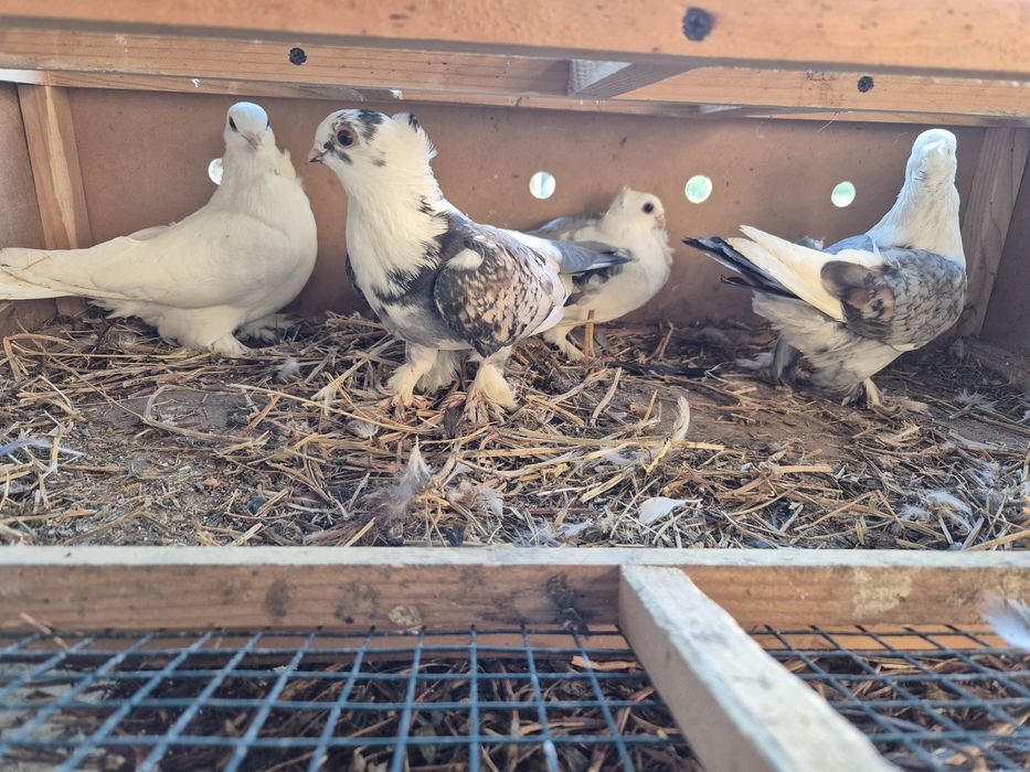 Vând porumbei voiajori