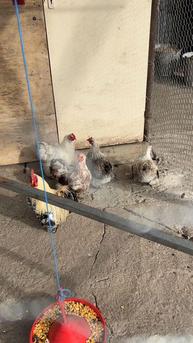 Gainusi pitice chochinchina