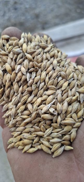 orzoaica de primăvara