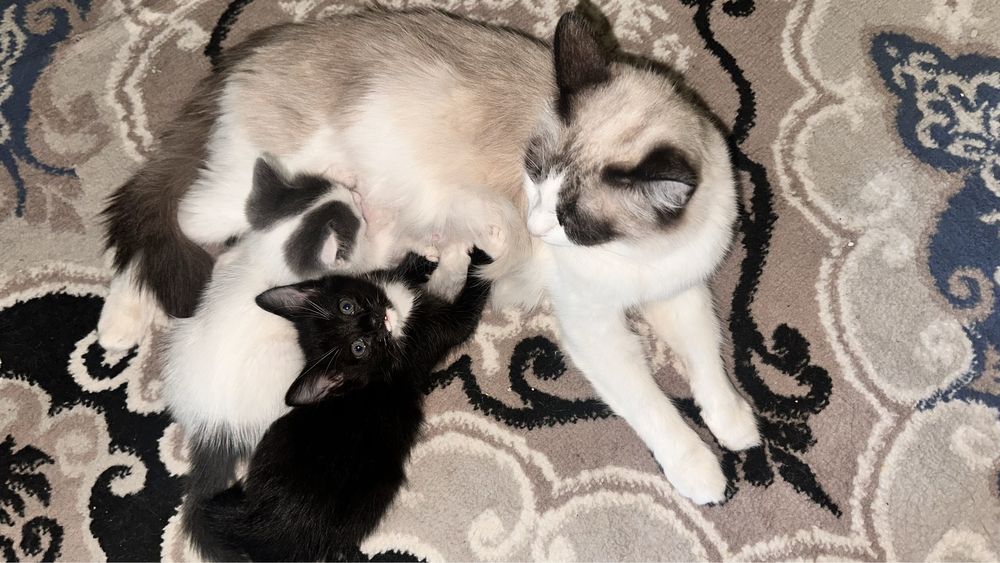 Котенок 2 месячный 30 тысячи