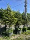 Brad la ghiveci / Mesteacan / leylandii