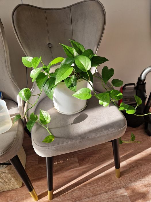 Эпипремнум золотистый, вьющееся