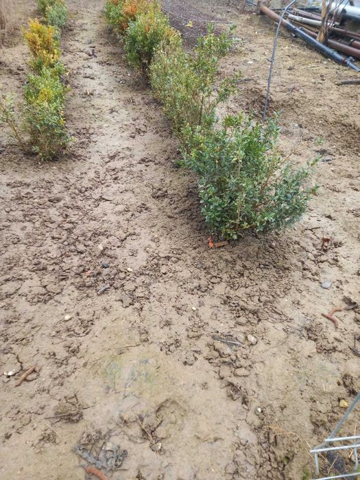 Buxus gard viu verde