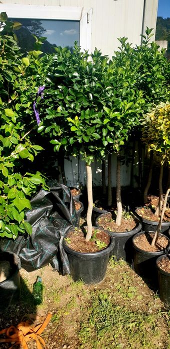 Cryptomeria japonica calitate extra